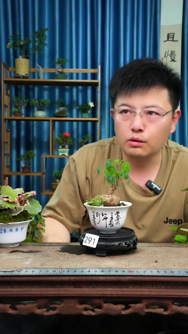 无花朵苔藓微景观291号