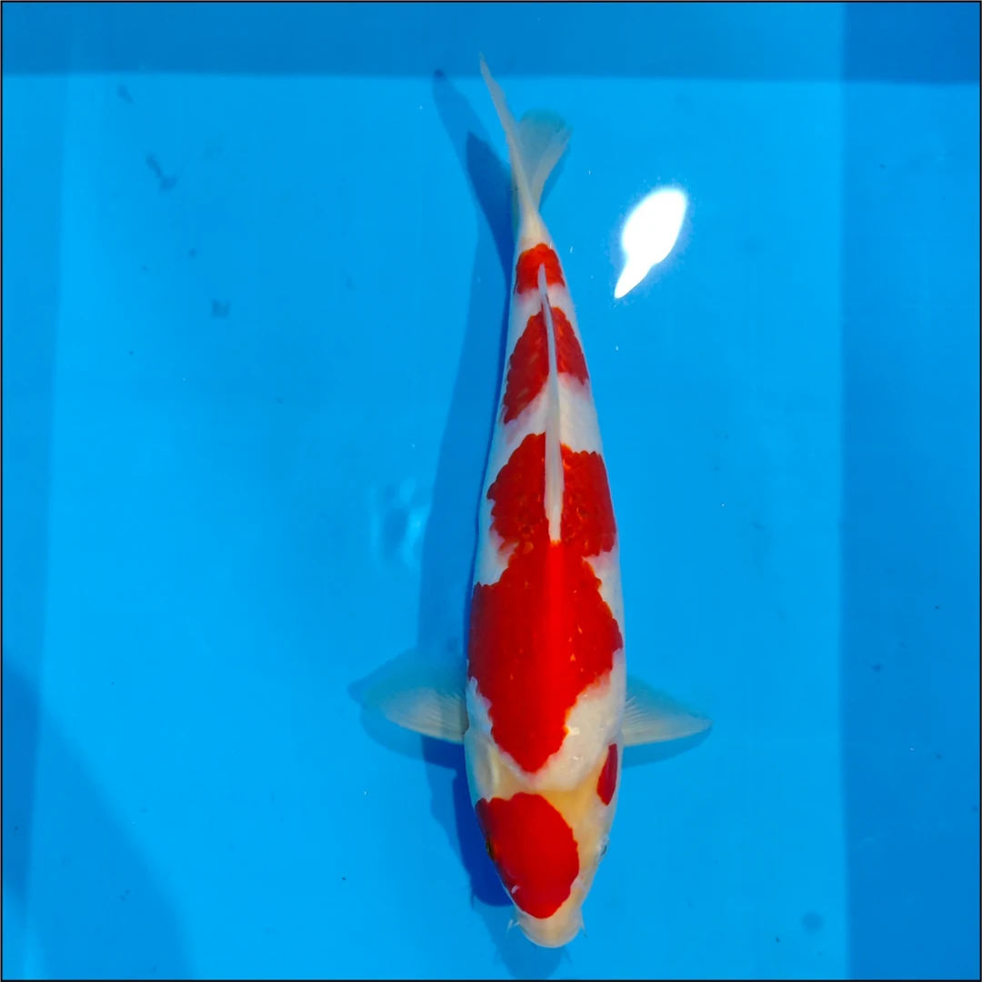 编号250119-29 锦鲤鱼32cm【晖龙】出品