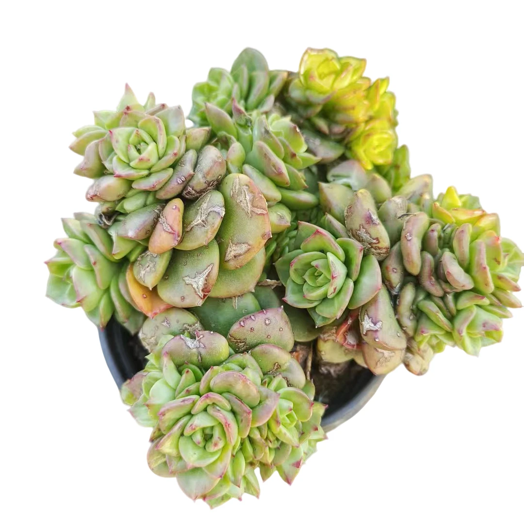 蜡牡丹带盆满9.9元包邮 多肉植物 直播间展示为准