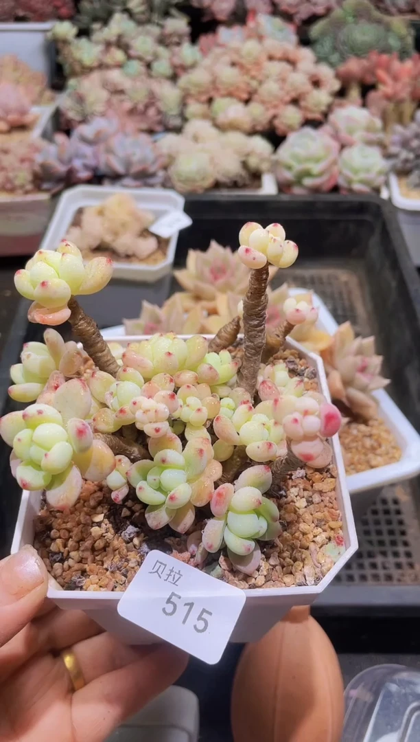 【闪购商品】515罗琦