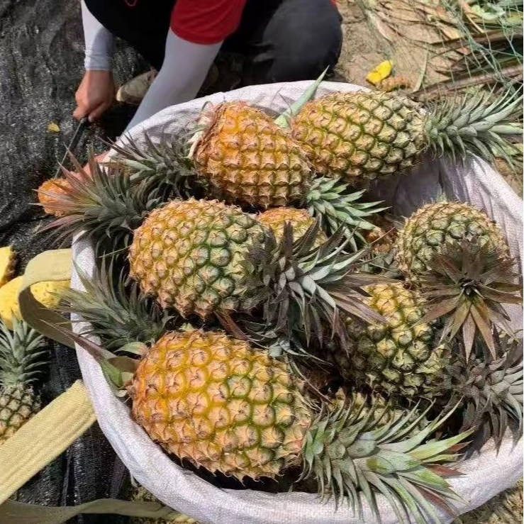 【树熟】海南金钻凤梨17号无眼中大果凤梨黄金果肉坏果包赔1.6-2.0斤01