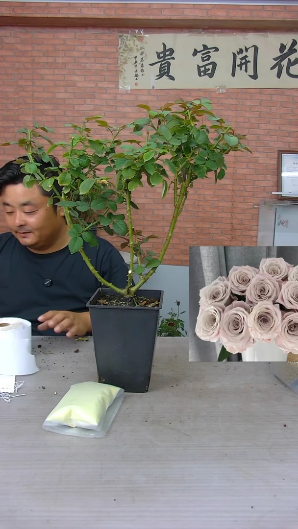 当前无花朵，栽培后可花朵曼塔