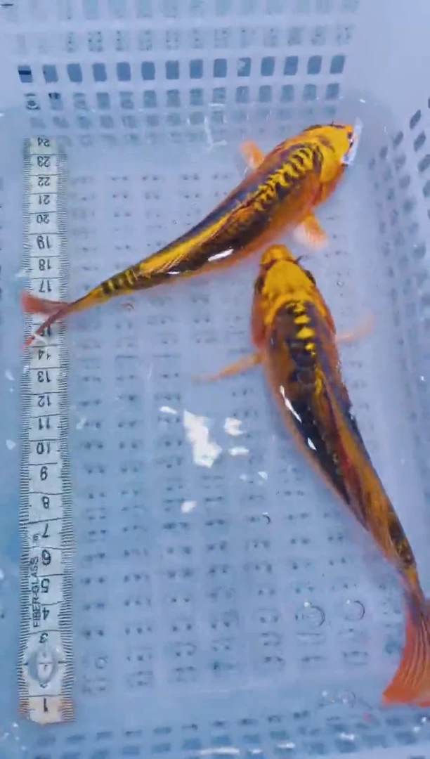 锦鲤血统锦鲤全场包邮64