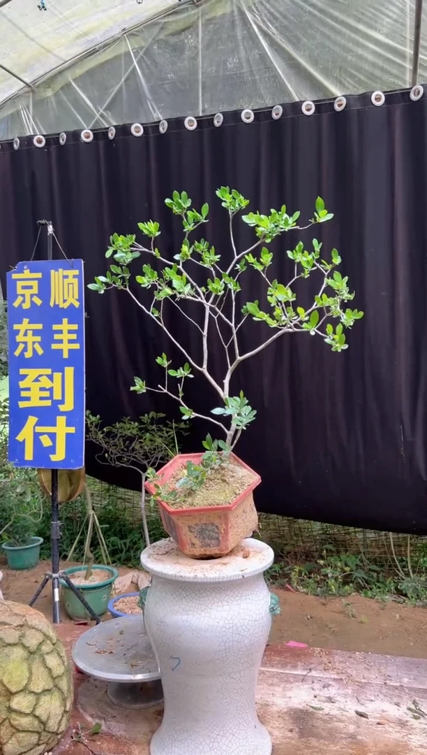 当前无花朵，栽培后可花朵半**怀海岛栀子花