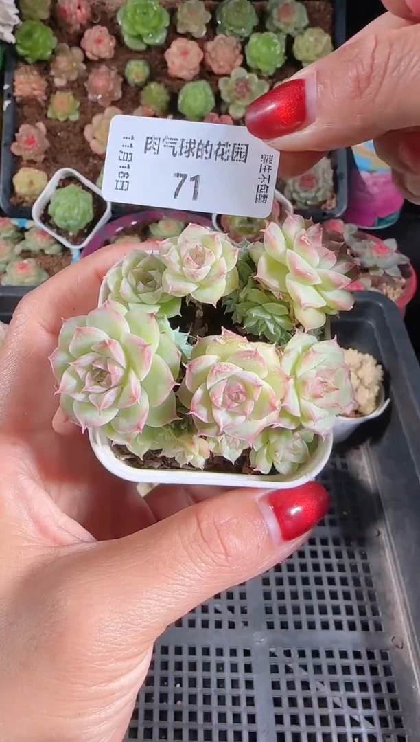 1118-71群生不包整