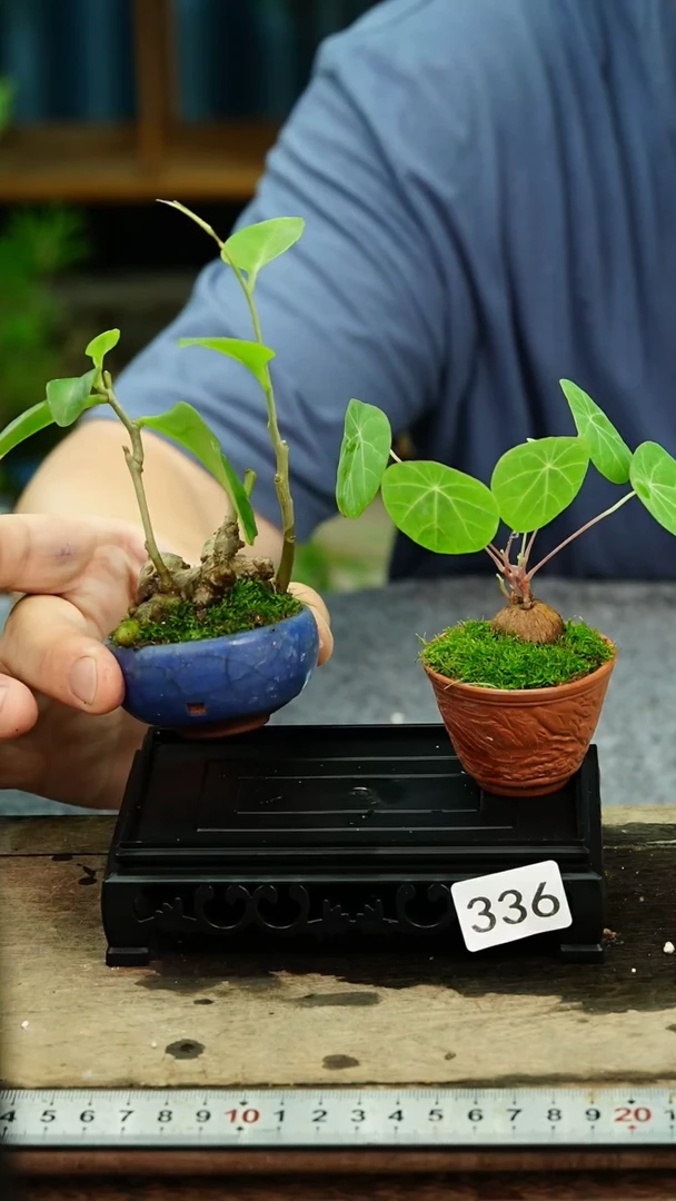 无花朵苔藓微景观336号