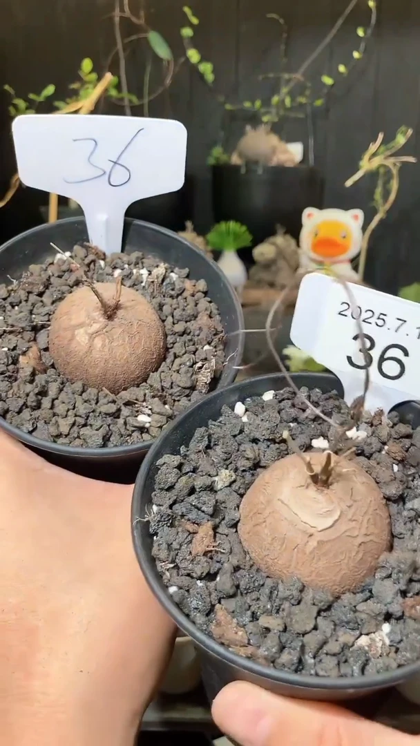 36号716福利南非龟甲龙买1送1个