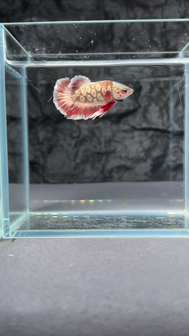 斗鱼竞拍链接S106