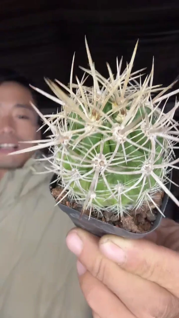 实生逆龙玉39.99