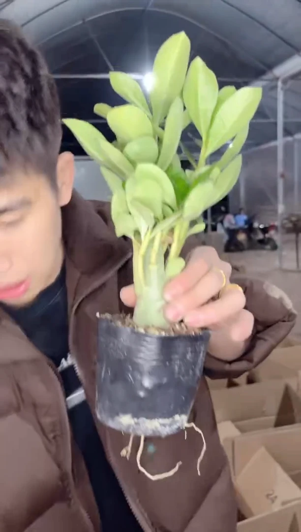 【闪购商品】沙漠玫瑰