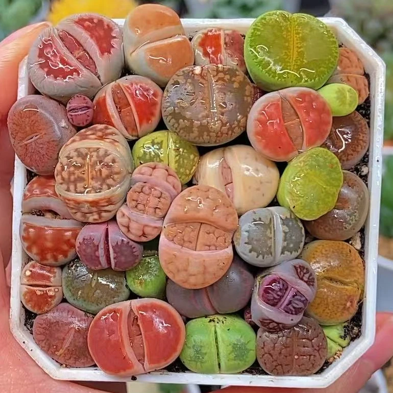 彩拼生石花（满18包邮）白盆发货