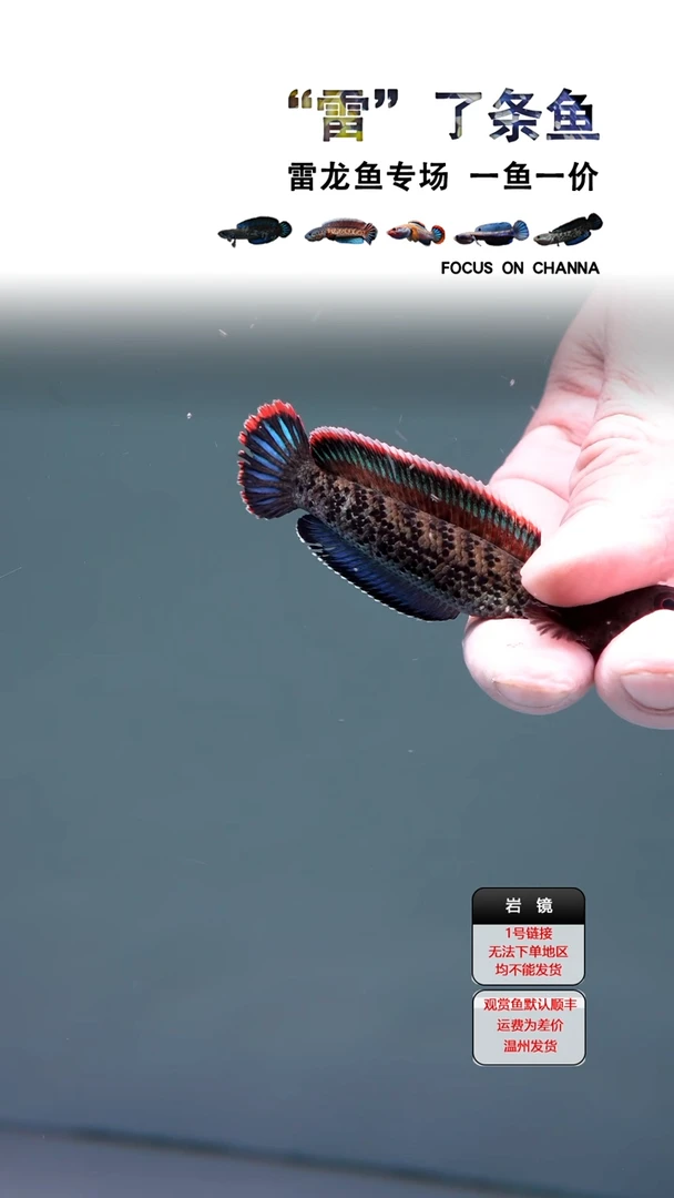 雷龙鱼?*情鬼王瑕疵11111