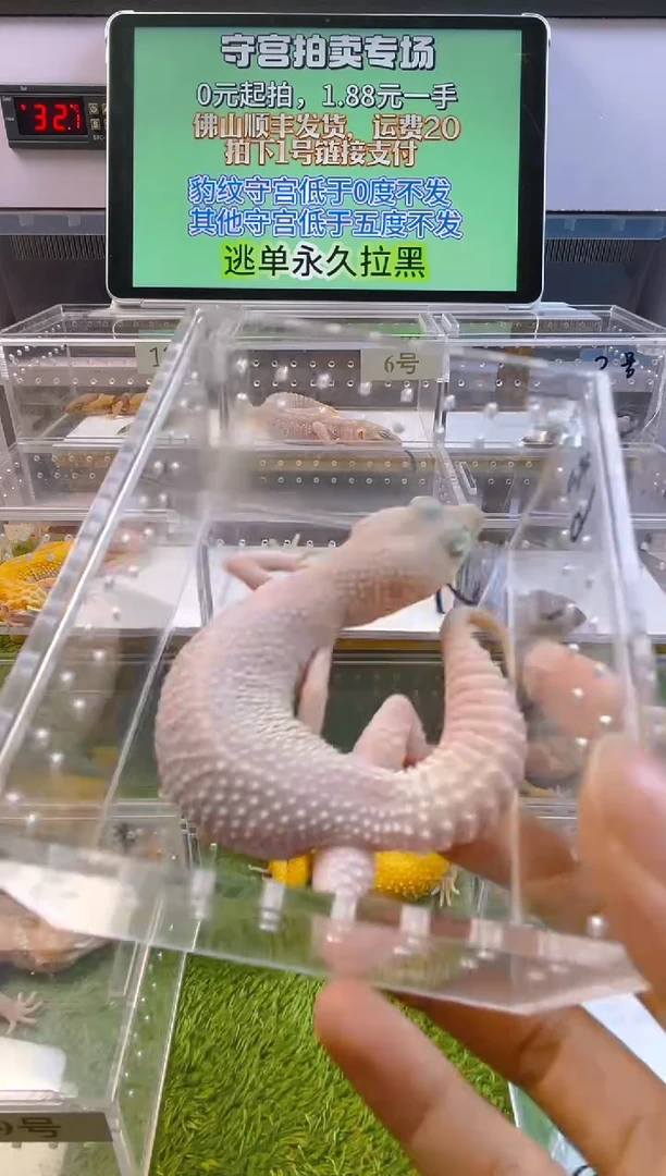 豹纹守宫豹纹肥尾瘤尾苗子亚成成体