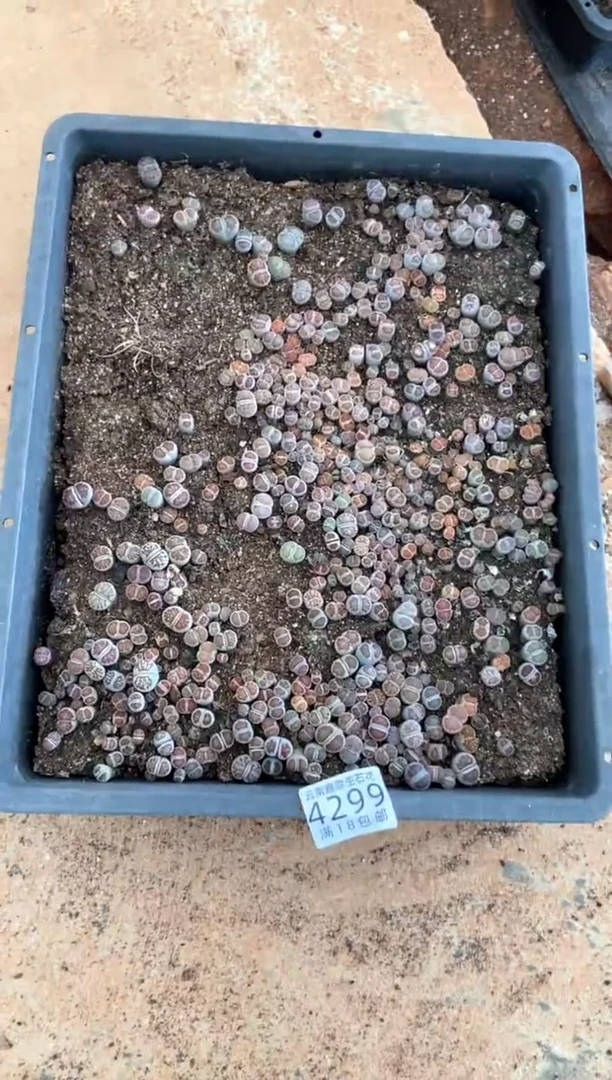4299特价菊纹章框有疤瑕疵带土不带盆发货