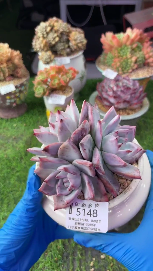 昆明印象多肉5148