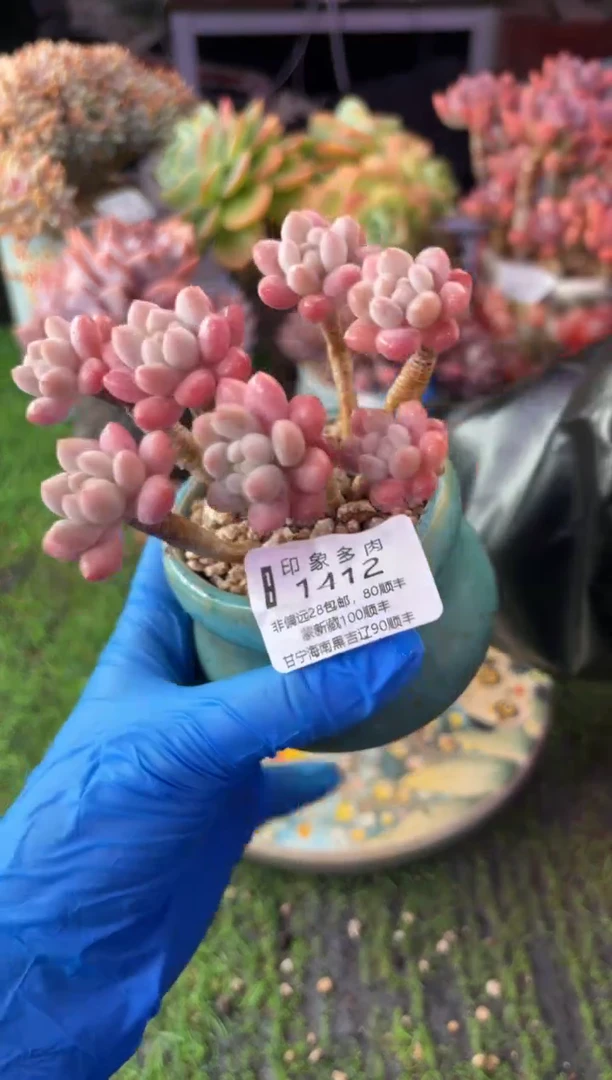 昆明印象多肉1412