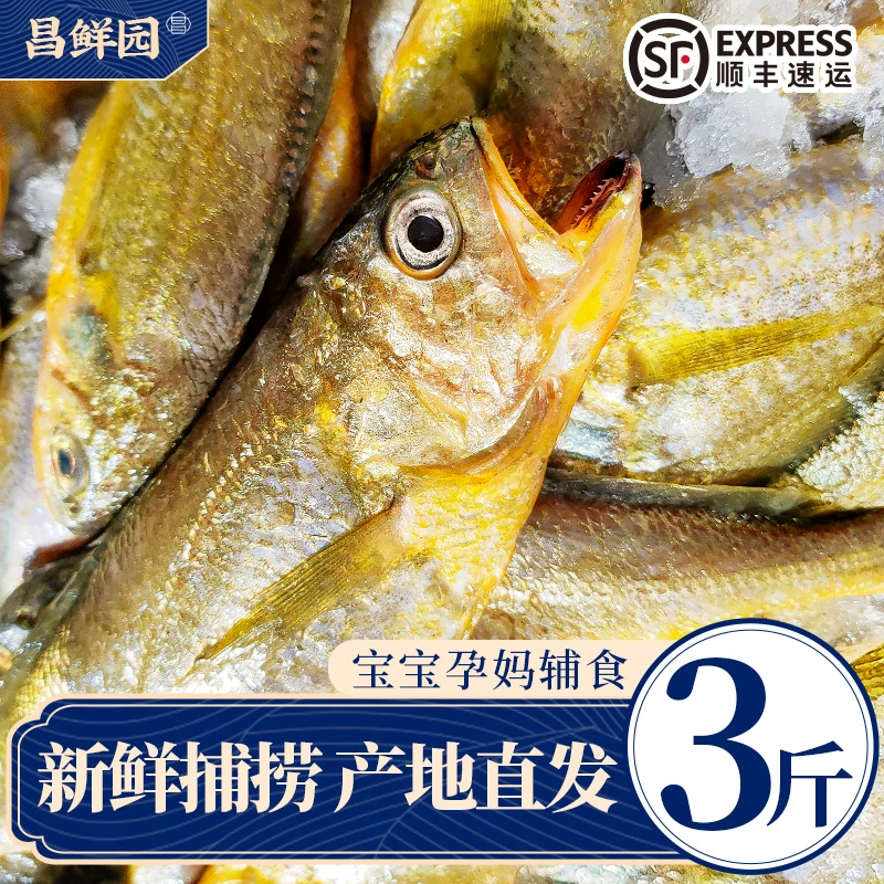 H 舟山海鲜深海小黄鱼生鲜冷冻鲜活7-8条/斤