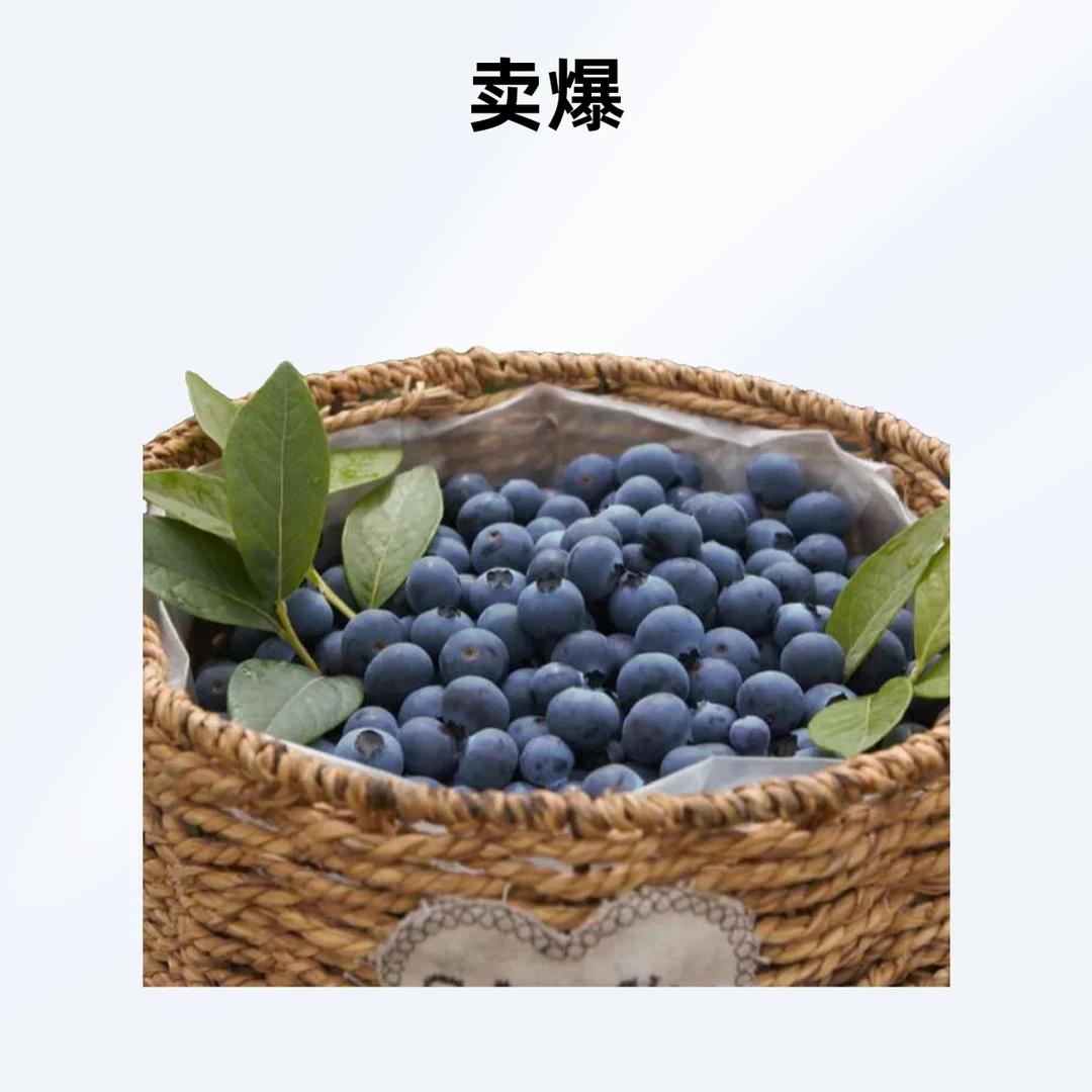 2斤小小小蓝莓果子小树上就有点焉介意勿拍绝对新鲜的做酱泡酒没问题蓝莓同城送四川省