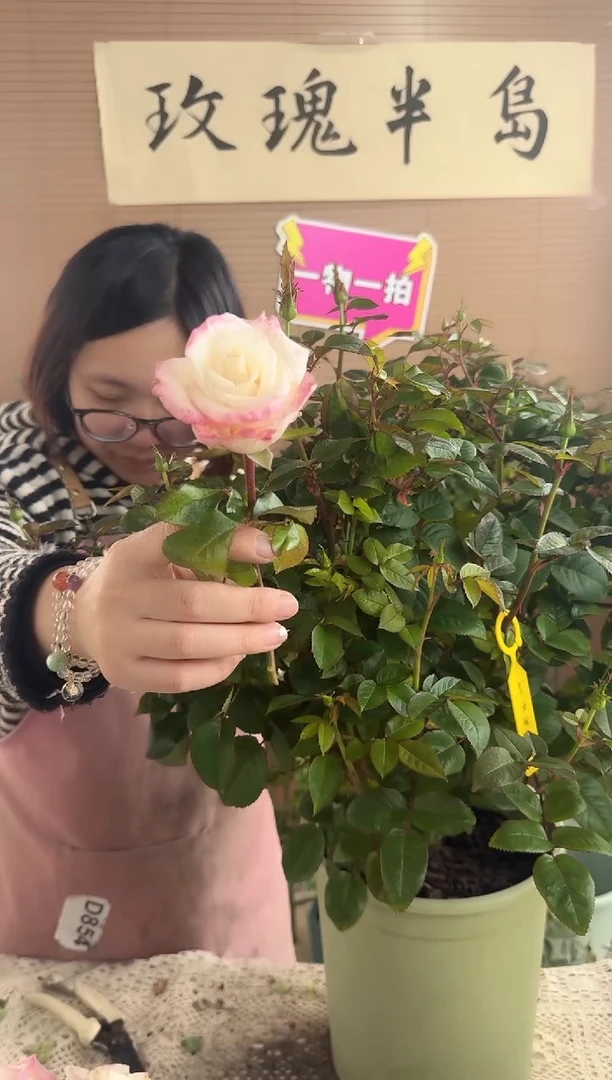 辛西娅3加仑根接苗