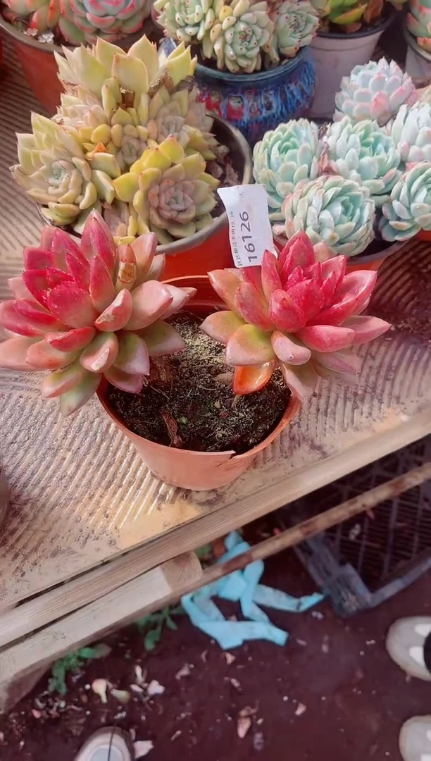 浅*跃跃精品多肉16126