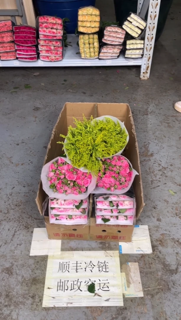 洛神20枝+苏菲10枝+黄莺