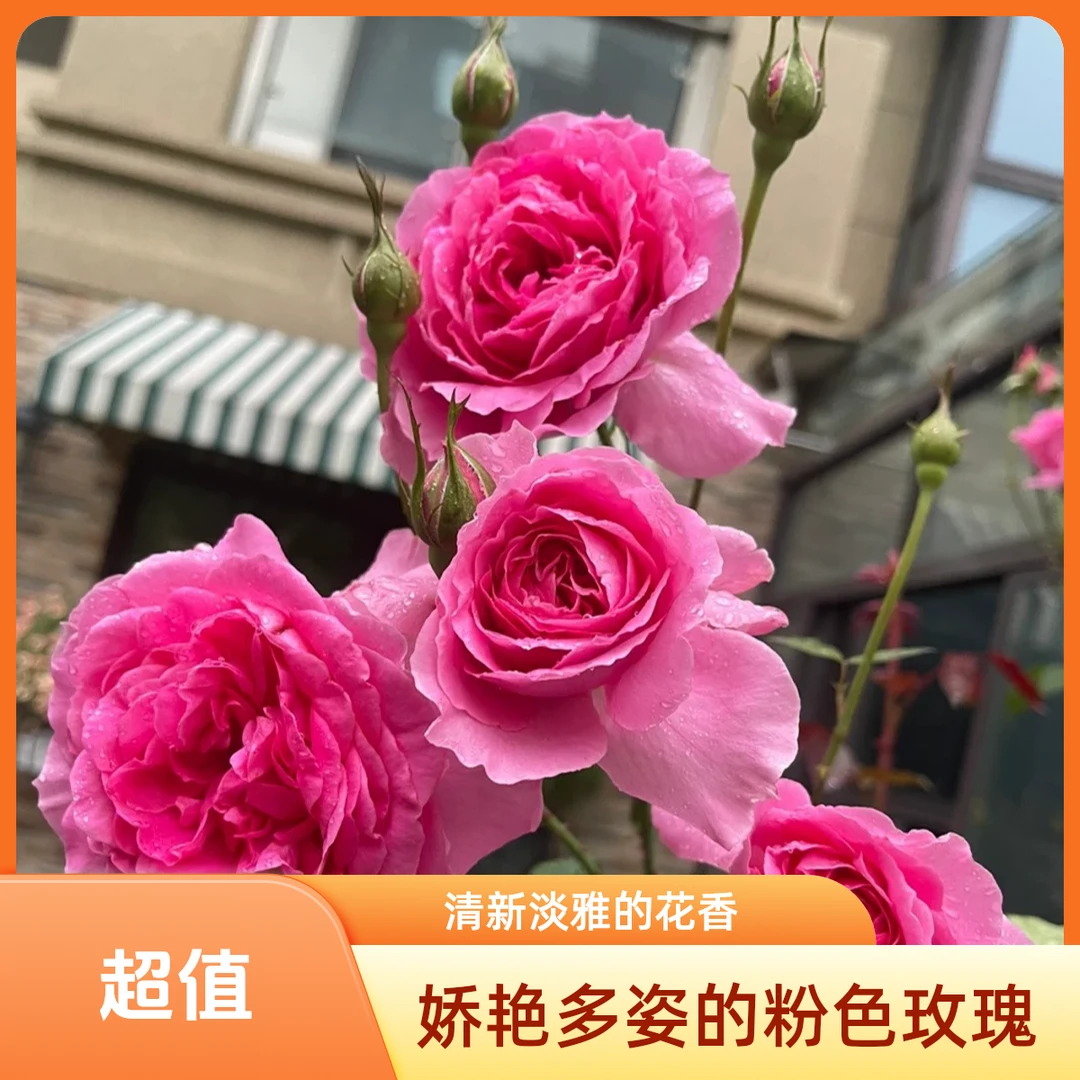 【大U行】月季花苗爬藤月季爬藤月季大花藤本植物庭院阳台多季开花