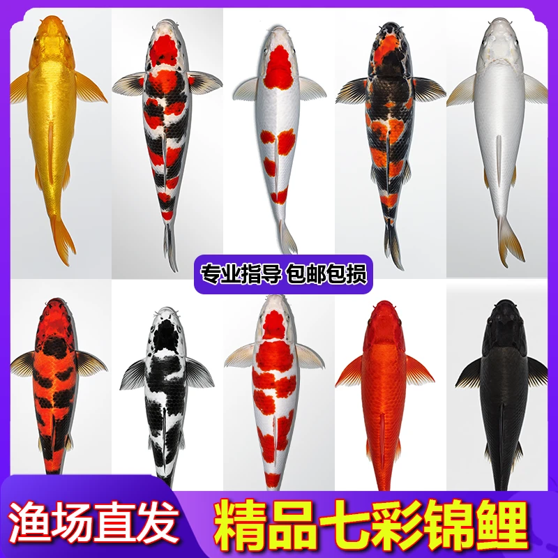 【全家福】13-15cm黄2红草1松叶1白1观赏锦鲤冷水鱼金鱼活鱼耐活