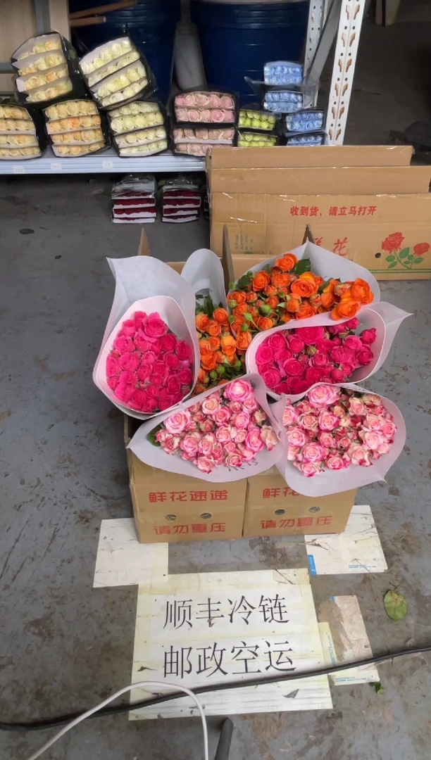 折射10枝+橙色芭比10枝+苏菲10枝