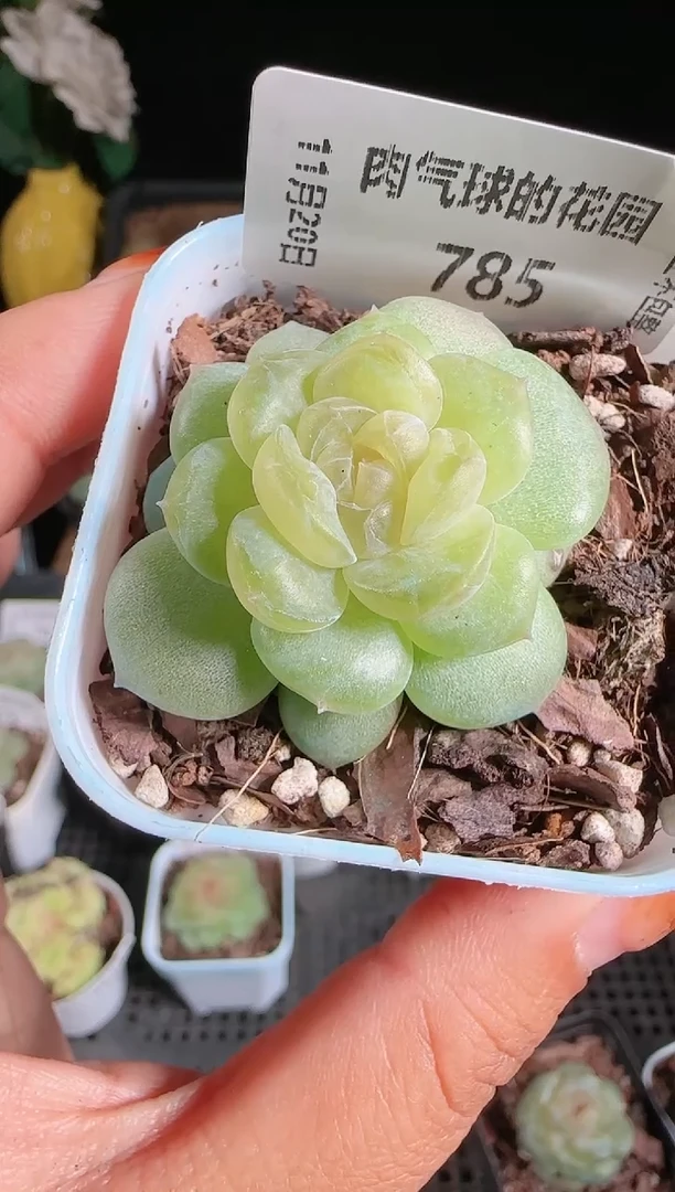 1120-785玉瑶群生不包整