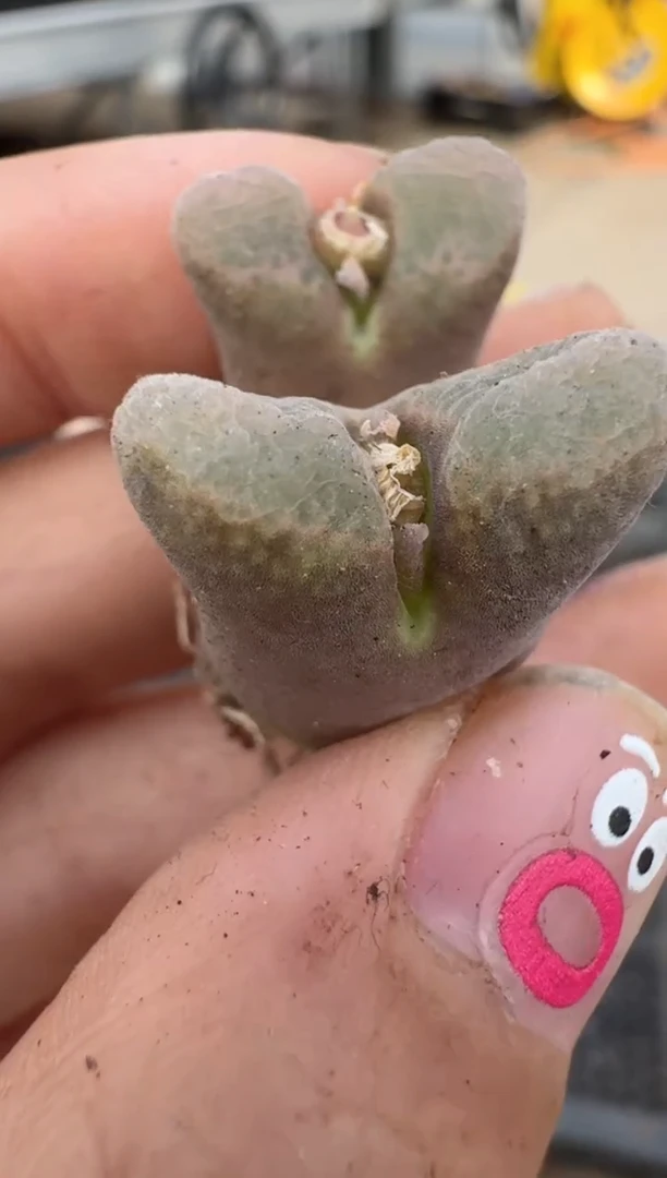 【闪购商品】16-115