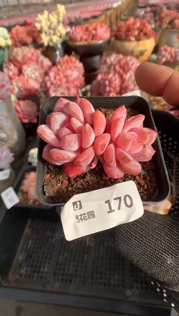 170雪天使一物一拍888