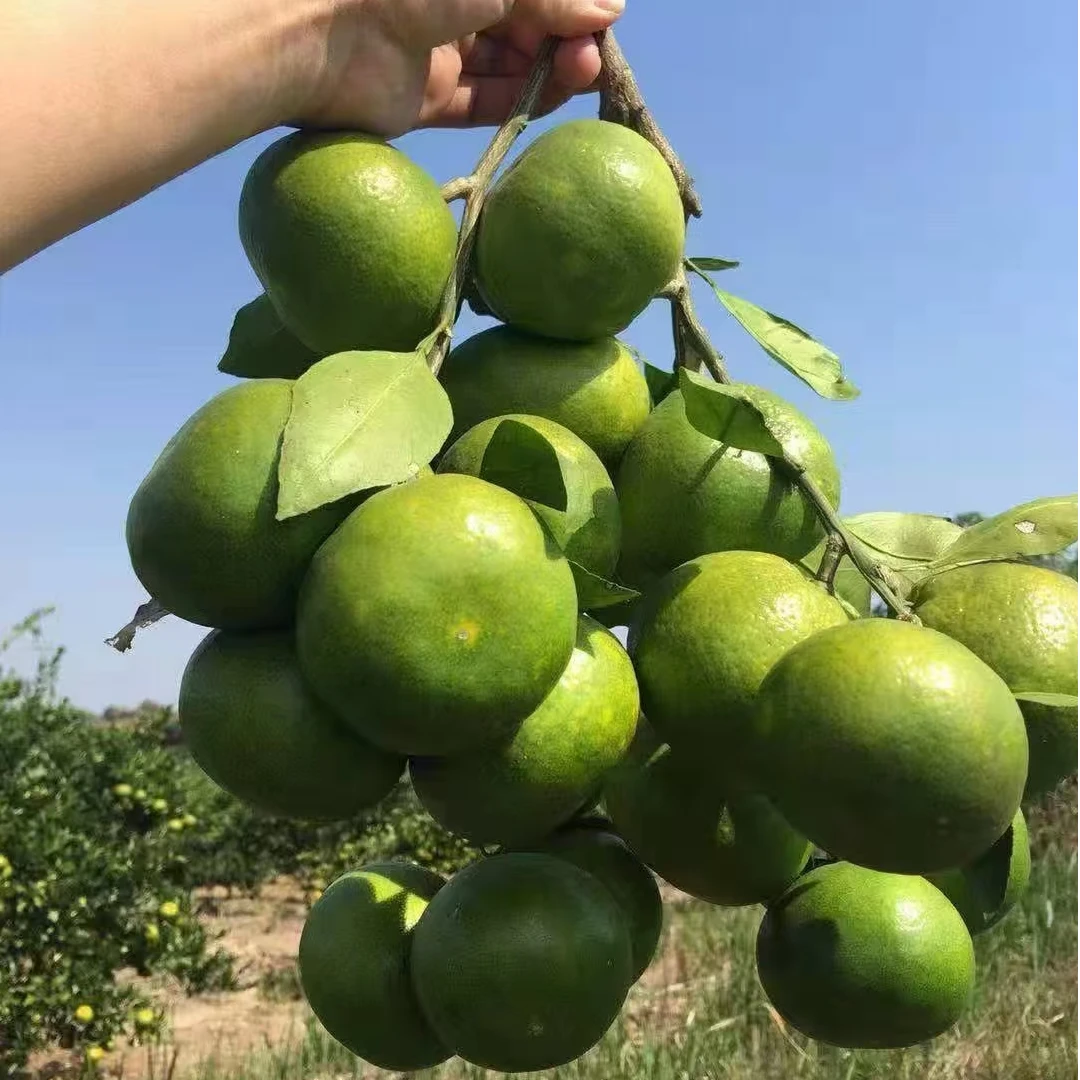 科果云南高原蜜桔云南省