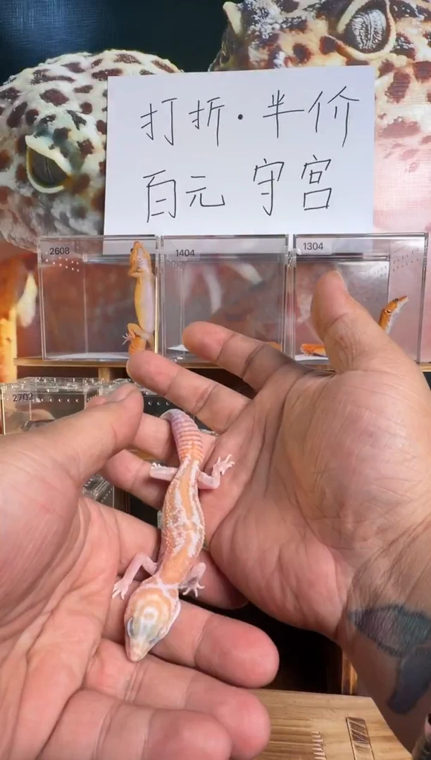 豹纹守宫肥尾守宫