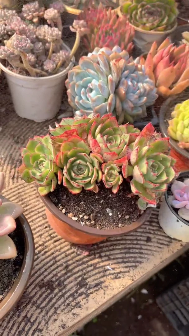 Z****<跃跃精品多肉22114