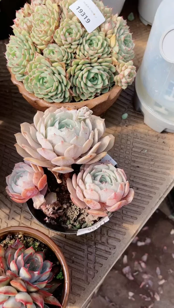 【闪购商品】19320多肉