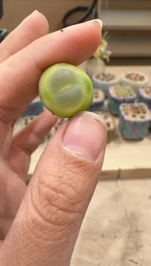 28-22多肉植物肉锥
