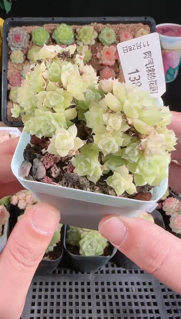 多肉1128-138群生不包整