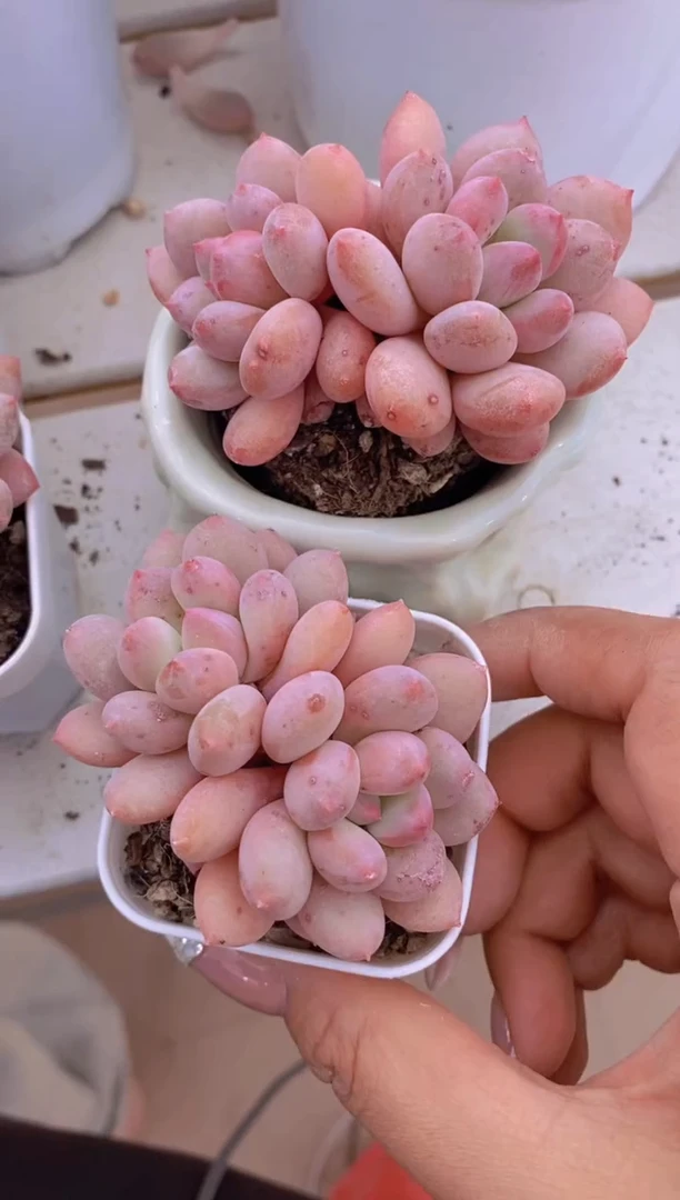 A250-赛尔达公主双头小白方（量拍）