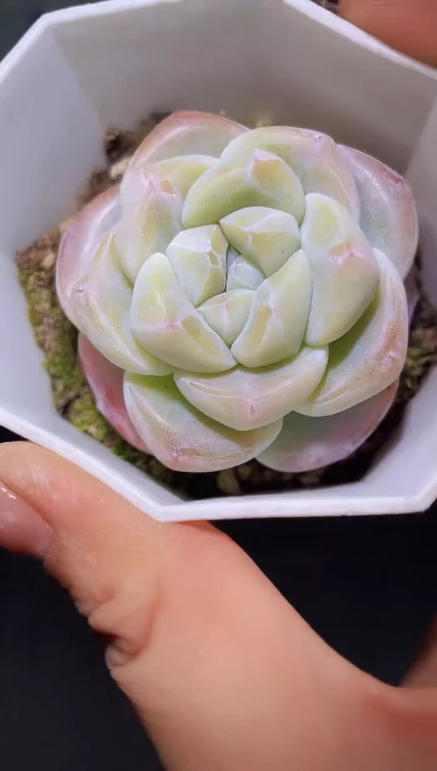 【闪购商品】大鱼量拍一颗