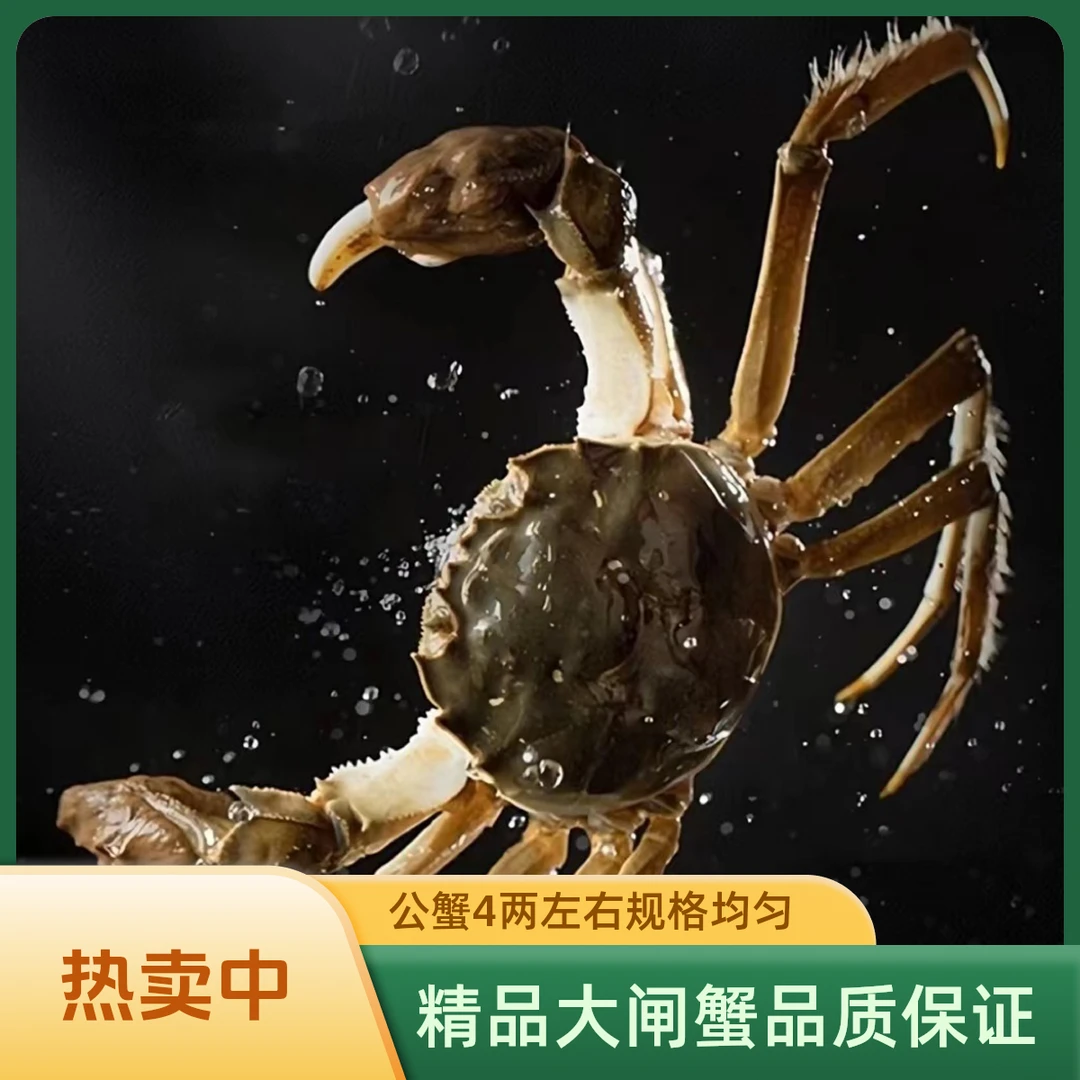 《活蟹》精品六月黄1.5两左右公蟹9只69.9