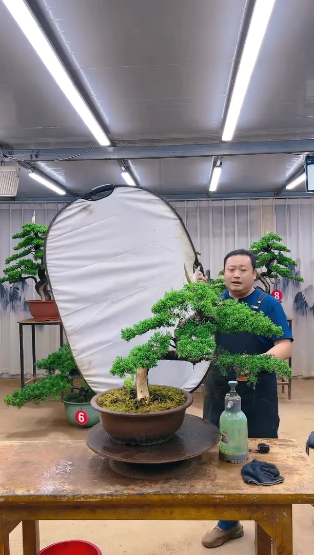 无花朵精品盆景  一物一拍