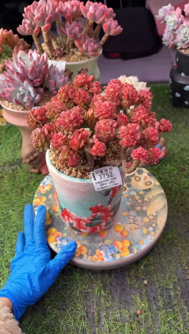 昆明印象多肉3752