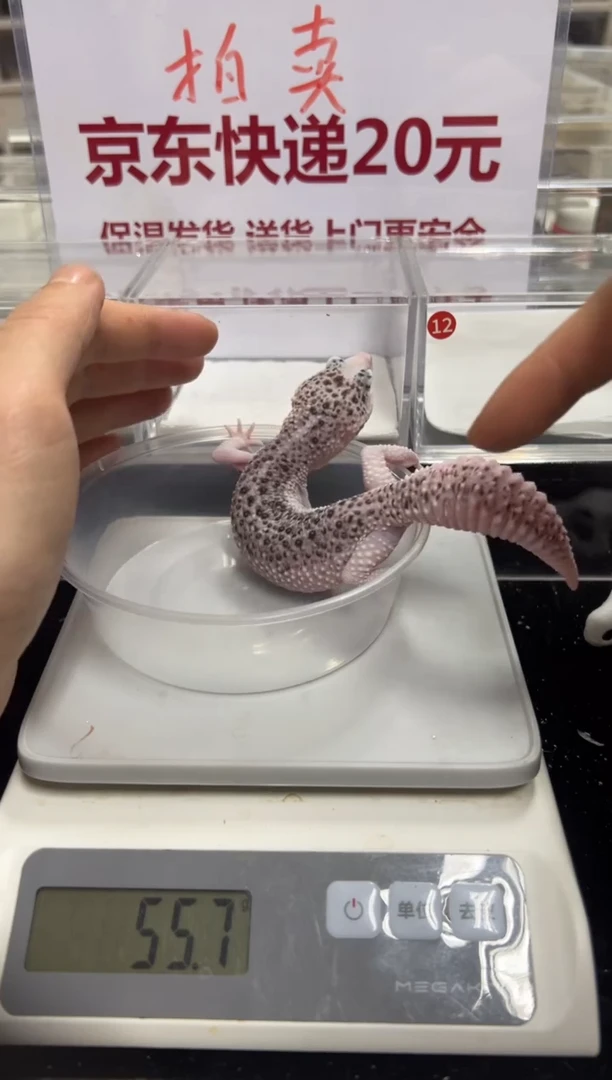 豹纹守宫111111111111