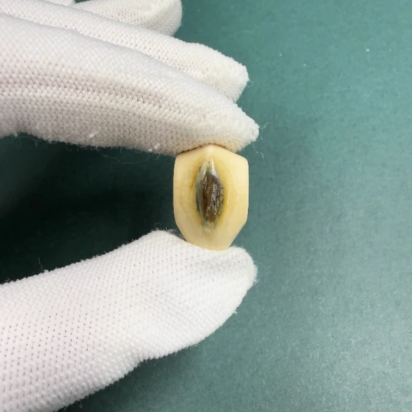 H5698天然猛犸牙鲨鱼背蓝眼三通配饰 支持鉴定 假一罚四