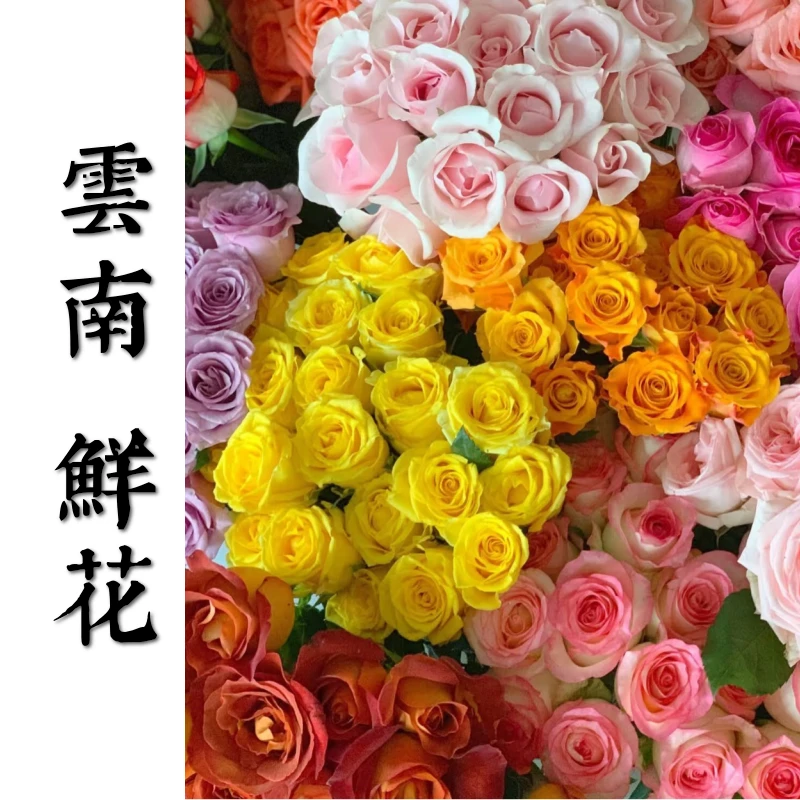 【迎春节宠粉福利】鲜花甄选随机玫瑰10支+配花1扎