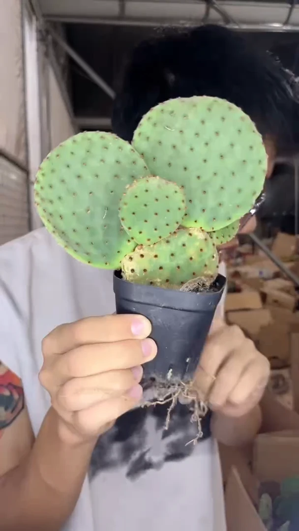 2颗 红太古 仙人掌【带盆土】