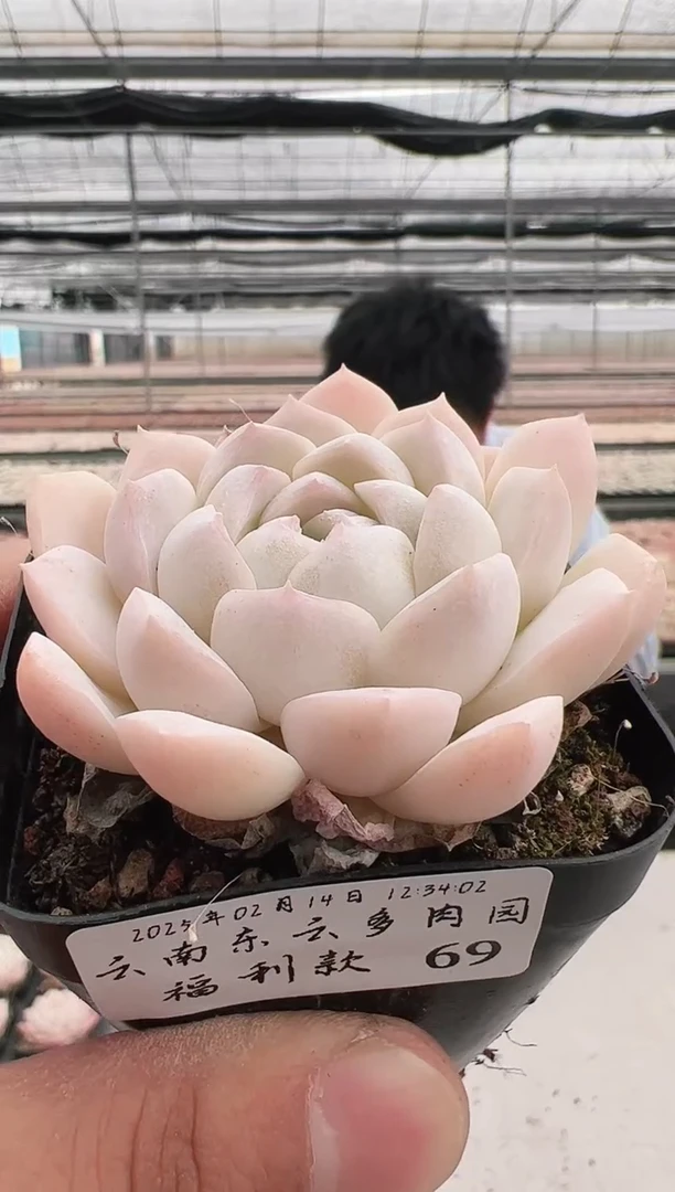 【闪购商品】福利多肉-69