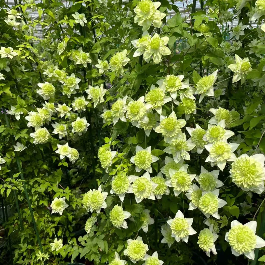 铁线莲  小绿/绿玉F系丰花四季开花耐寒耐热耐阴南北方花卉种植