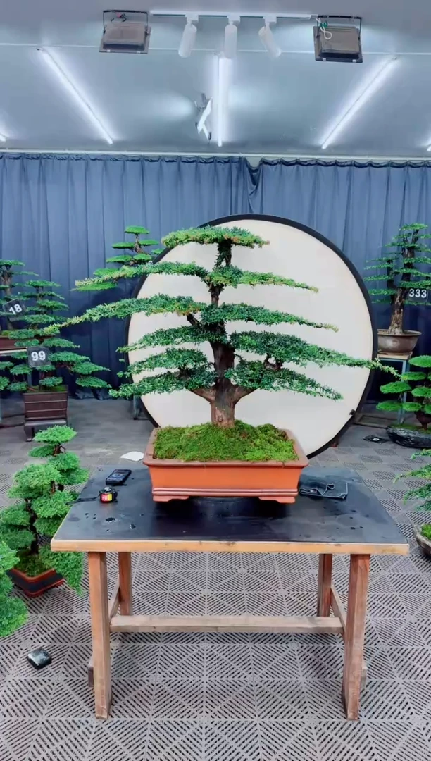 无花朵迎客松111松树盆景