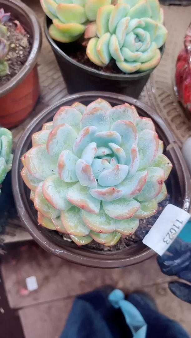 海*11023多肉植物一物一拍